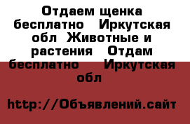 Отдаем щенка бесплатно - Иркутская обл. Животные и растения » Отдам бесплатно   . Иркутская обл.